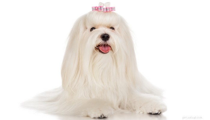 Maltese Dog Breed: The Elegant Companion Every Home Needs