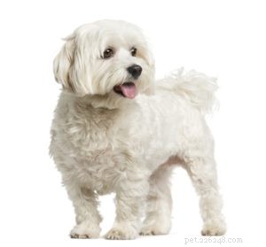 Maltese Dog Breed: The Elegant Companion Every Home Needs