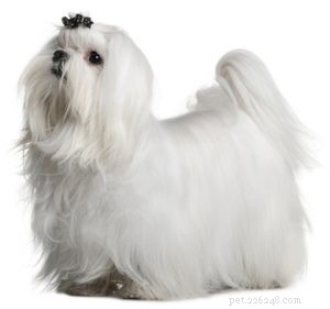 Maltese Dog Breed: The Elegant Companion Every Home Needs