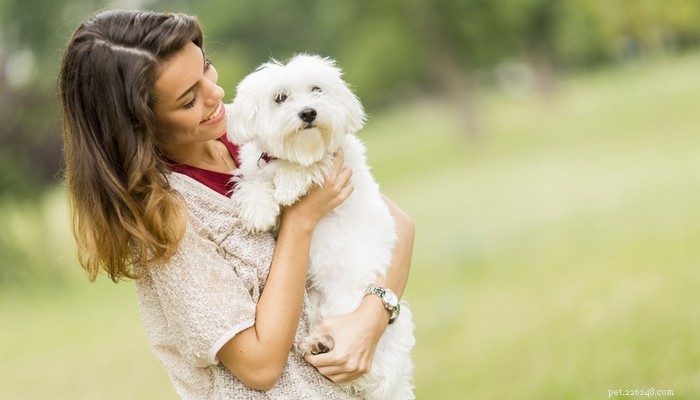 Maltese Dog Breed: The Elegant Companion Every Home Needs