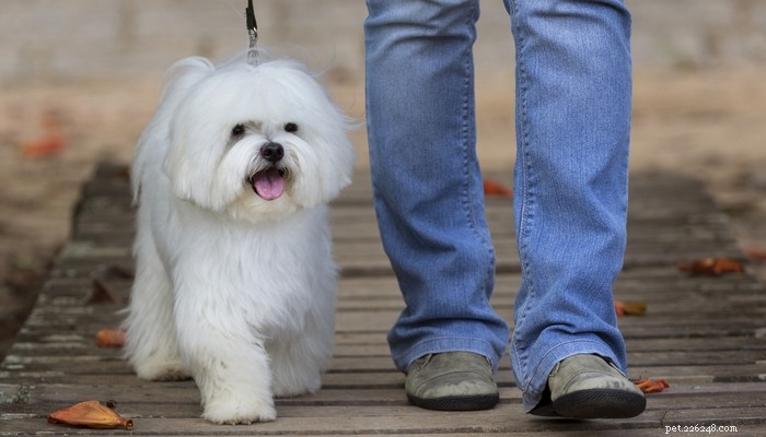 Maltese Dog Breed: The Elegant Companion Every Home Needs