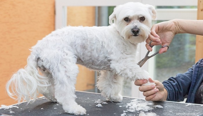 Maltese Dog Breed: The Elegant Companion Every Home Needs
