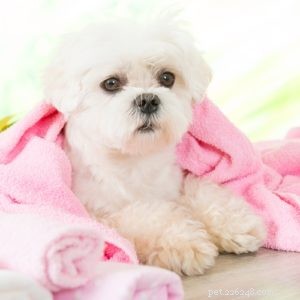 Maltese Dog Breed: The Elegant Companion Every Home Needs