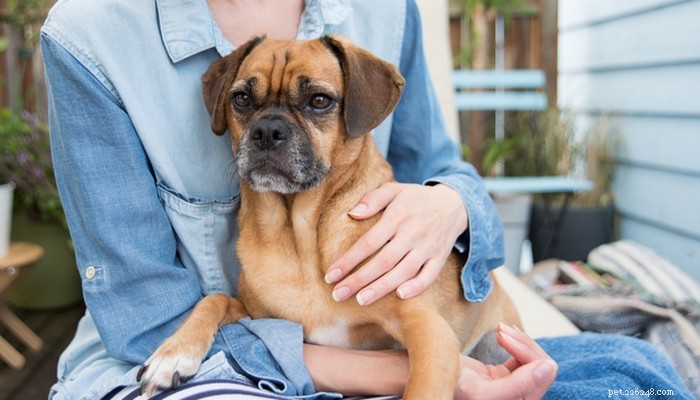 Puggle Dog Breed: Characteristics, Care, and Celebrity Favorites