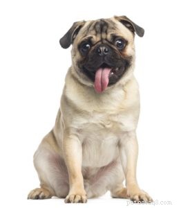 Puggle Dog Breed: Characteristics, Care, and Celebrity Favorites