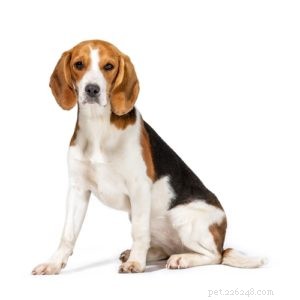 Puggle Dog Breed: Characteristics, Care, and Celebrity Favorites
