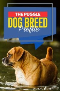 Puggle Dog Breed: Characteristics, Care, and Celebrity Favorites