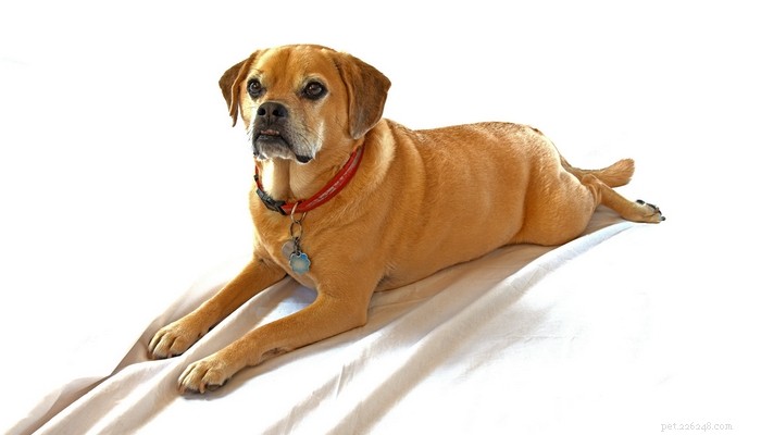 Puggle Dog Breed: Characteristics, Care, and Celebrity Favorites