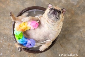 Puggle Dog Breed: Characteristics, Care, and Celebrity Favorites