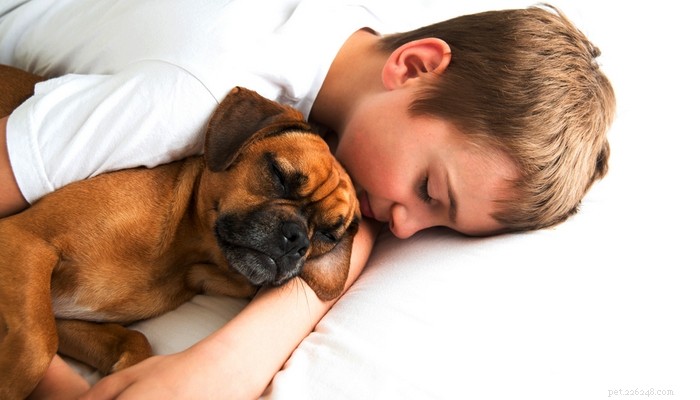 Puggle Dog Breed: Characteristics, Care, and Celebrity Favorites