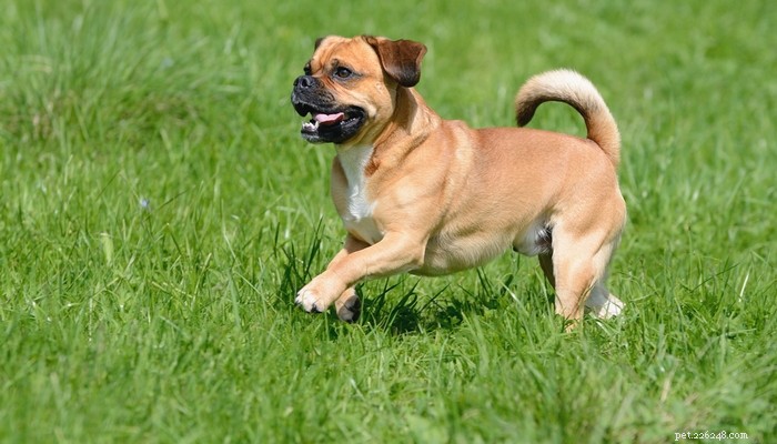 Puggle Dog Breed: Characteristics, Care, and Celebrity Favorites