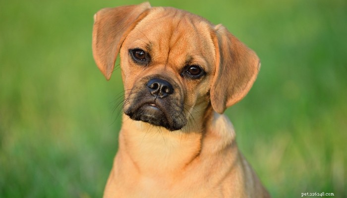 Puggle Dog Breed: Characteristics, Care, and Celebrity Favorites