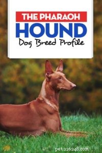 Pharaoh Hound: Malta’s Iconic Hunting Dog – Breed Profile