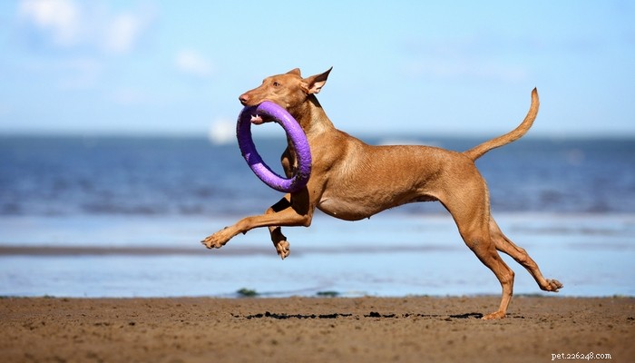 Pharaoh Hound: Malta’s Iconic Hunting Dog – Breed Profile