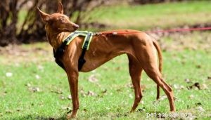 Pharaoh Hound: Malta’s Iconic Hunting Dog – Breed Profile