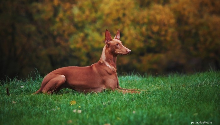 Pharaoh Hound: Malta’s Iconic Hunting Dog – Breed Profile