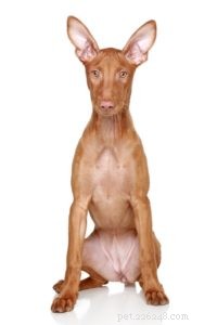 Pharaoh Hound: Malta’s Iconic Hunting Dog – Breed Profile