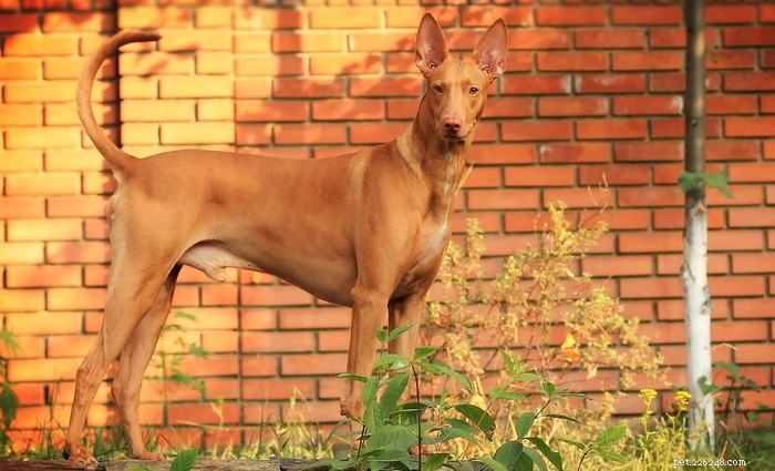 Pharaoh Hound: Malta’s Iconic Hunting Dog – Breed Profile