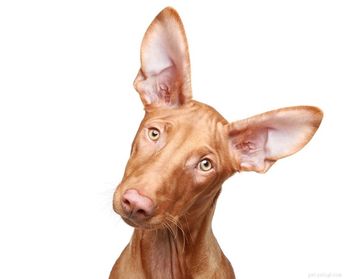 Pharaoh Hound: Malta’s Iconic Hunting Dog – Breed Profile