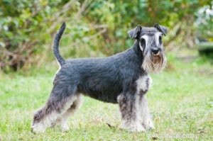 Schnoodle Dogs: The Elegant Designer Poodle‑Schnauzer Hybrid