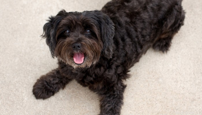 Schnoodle Dogs: The Elegant Designer Poodle‑Schnauzer Hybrid