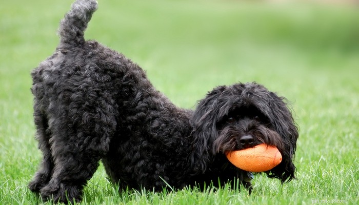 Schnoodle Dogs: The Elegant Designer Poodle‑Schnauzer Hybrid
