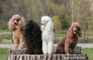 Schnoodle Dogs: The Elegant Designer Poodle‑Schnauzer Hybrid