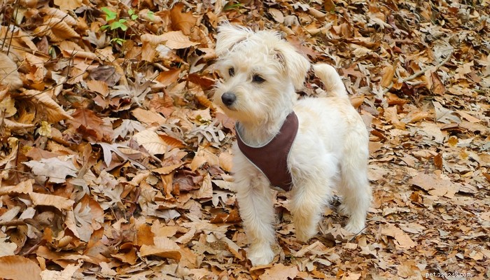 Schnoodle Dogs: The Elegant Designer Poodle‑Schnauzer Hybrid