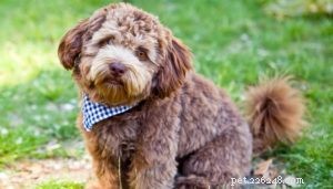 Schnoodle Dogs: The Elegant Designer Poodle‑Schnauzer Hybrid