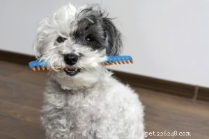 Schnoodle Dogs: The Elegant Designer Poodle‑Schnauzer Hybrid