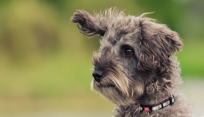 Schnoodle Dogs: The Elegant Designer Poodle‑Schnauzer Hybrid