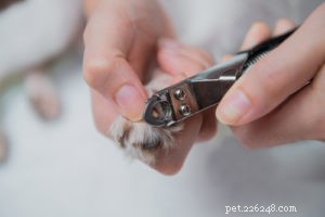 Schnoodle Dogs: The Elegant Designer Poodle‑Schnauzer Hybrid