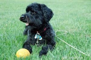Schnoodle Dogs: The Elegant Designer Poodle‑Schnauzer Hybrid