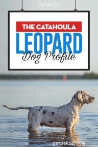 Catahoula Leopard Dog: Profile, Traits, and Lifestyle