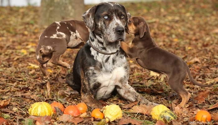 Catahoula Leopard Dog: Profile, Traits, and Lifestyle