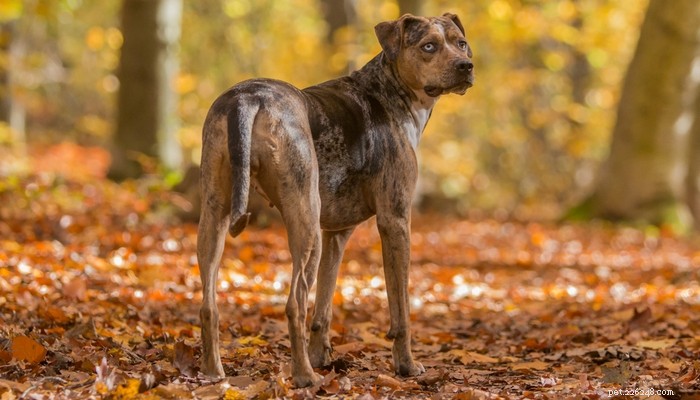 Catahoula Leopard Dog: Profile, Traits, and Lifestyle