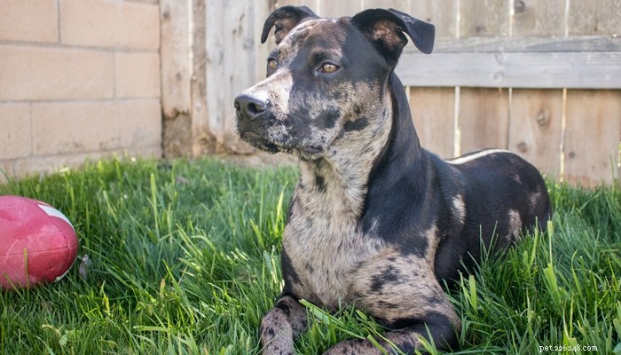 Catahoula Leopard Dog: Profile, Traits, and Lifestyle