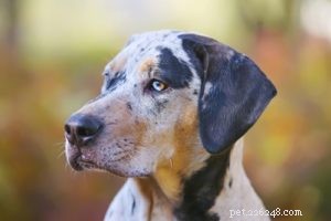 Catahoula Leopard Dog: Profile, Traits, and Lifestyle