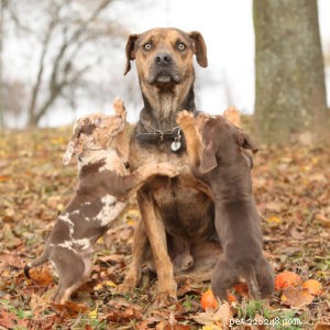 Catahoula Leopard Dog: Profile, Traits, and Lifestyle