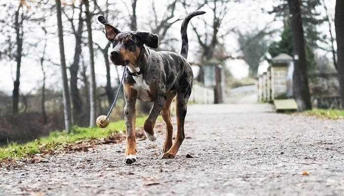 Catahoula Leopard Dog: Profile, Traits, and Lifestyle
