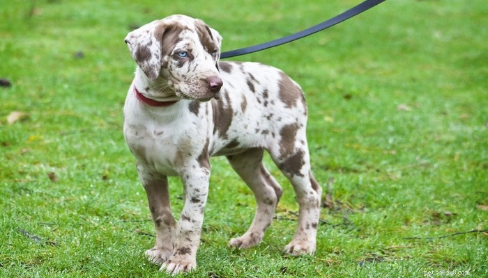 Catahoula Leopard Dog: Profile, Traits, and Lifestyle