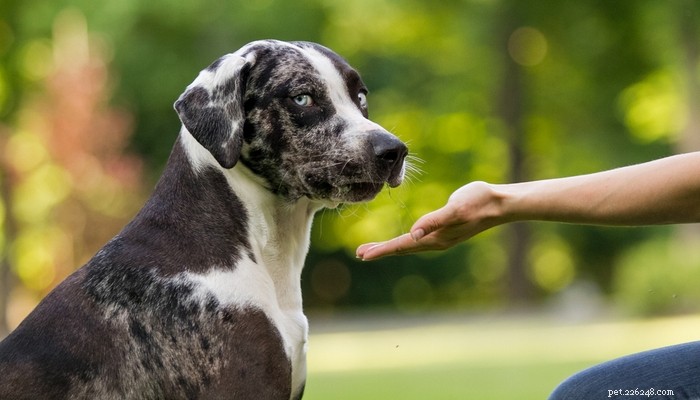 Catahoula Leopard Dog: Profile, Traits, and Lifestyle