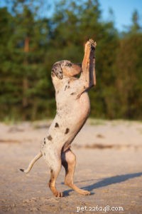 Catahoula Leopard Dog: Profile, Traits, and Lifestyle