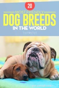 Top 20 Friendliest Dog Breeds Worldwide