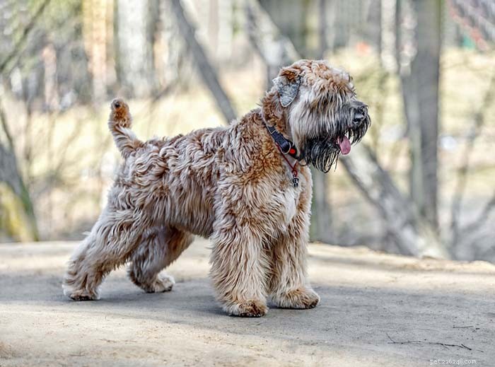 Top 20 Friendliest Dog Breeds Worldwide