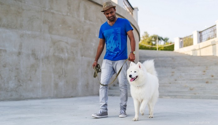 Top 20 Friendliest Dog Breeds Worldwide
