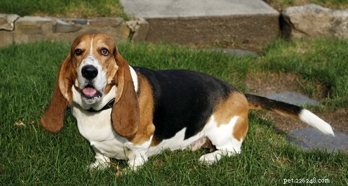 Top 20 Friendliest Dog Breeds Worldwide