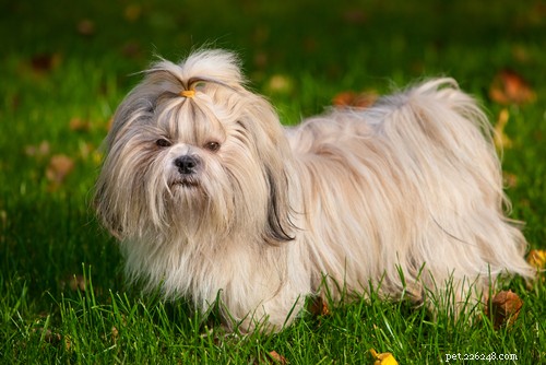 Top 20 Friendliest Dog Breeds Worldwide