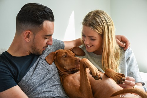 Top 20 Friendliest Dog Breeds Worldwide