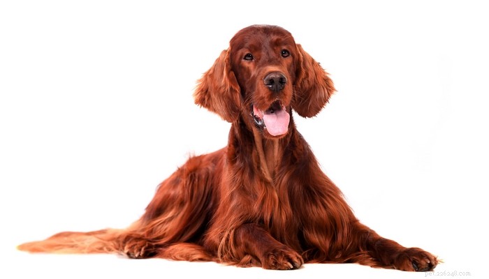 Top 20 Friendliest Dog Breeds Worldwide